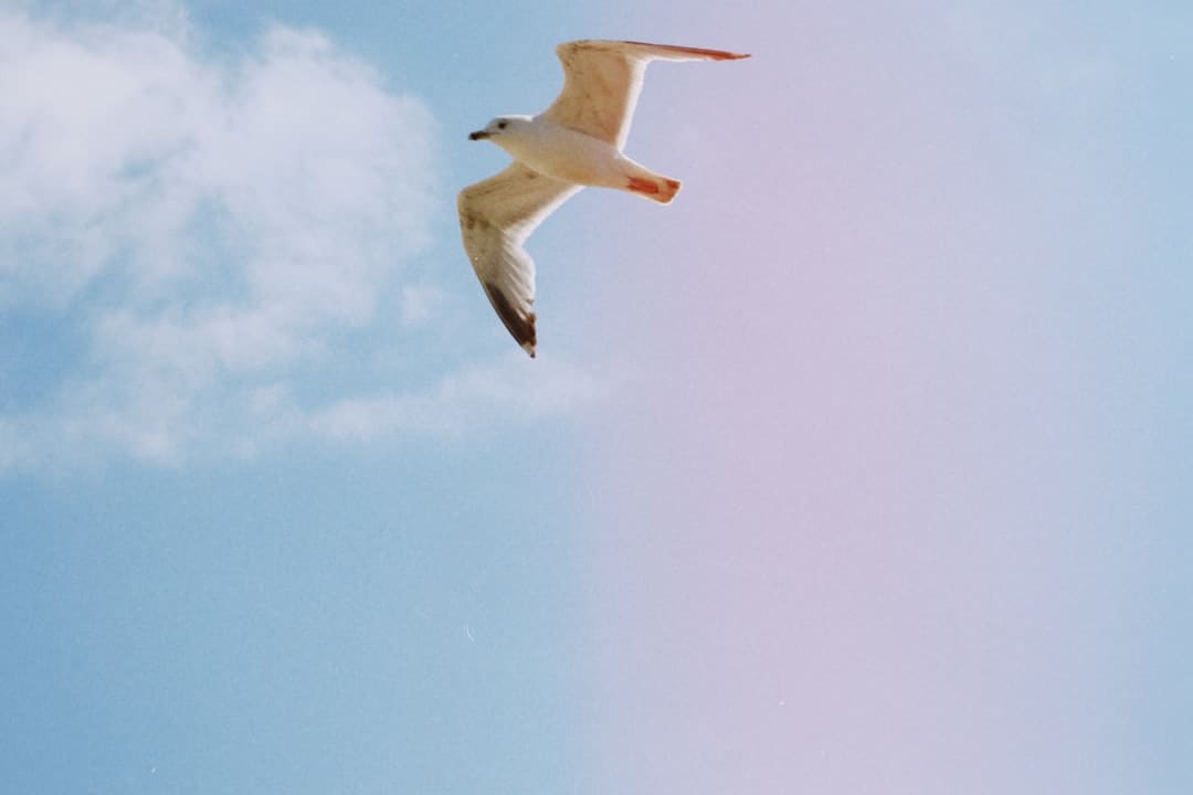夏日全南莞岛值得一游的当地_
